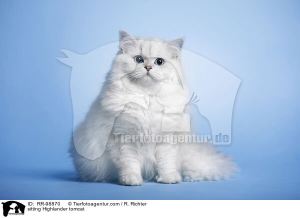 sitzender Highlander Kater / sitting Highlander tomcat / RR-98870