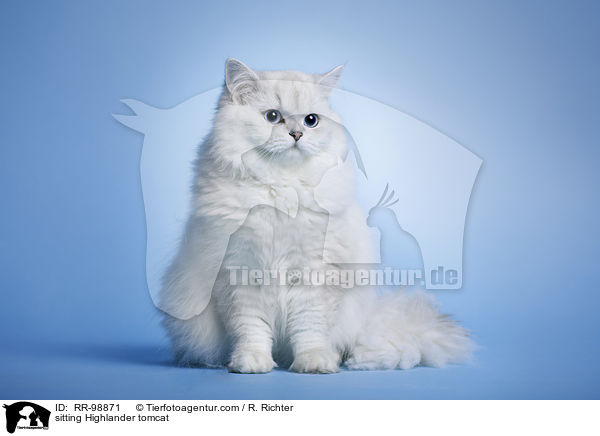 sitzender Highlander Kater / sitting Highlander tomcat / RR-98871