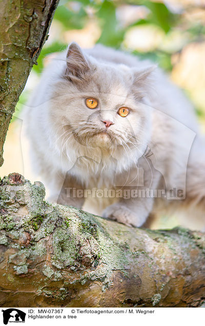 Highlander auf dem Baum / Highlander on a tree / MW-07367