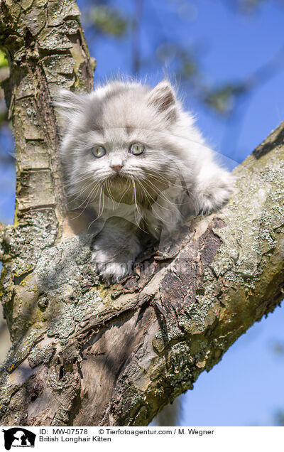 Britisch Langhaar Ktzchen / British Longhair Kitten / MW-07578