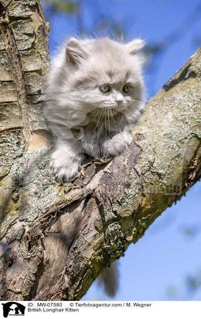 Britisch Langhaar Ktzchen / British Longhair Kitten / MW-07580