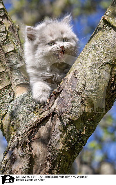 Britisch Langhaar Ktzchen / British Longhair Kitten / MW-07581