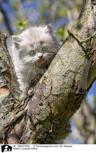 Britisch Langhaar Ktzchen / British Longhair Kitten / MW-07582