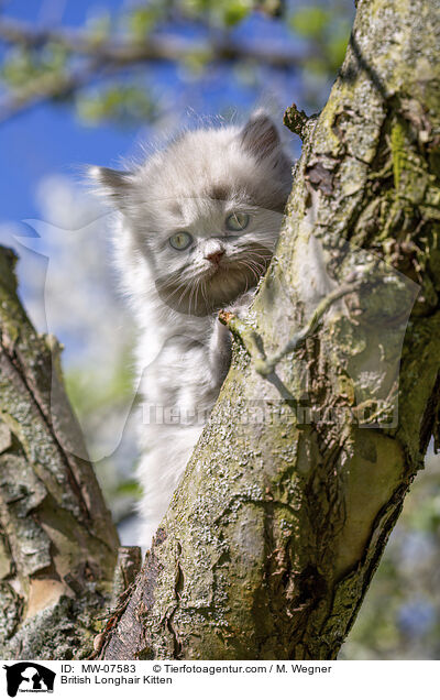 Britisch Langhaar Ktzchen / British Longhair Kitten / MW-07583