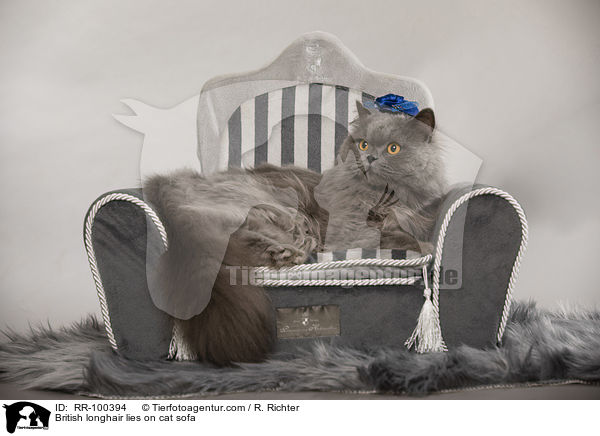 British longhair lies on cat sofa / RR-100394