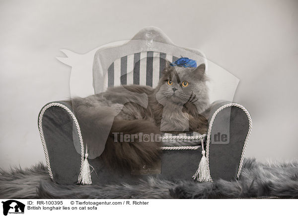 Britisch Langhaar liegt auf Katzensofa / British longhair lies on cat sofa / RR-100395
