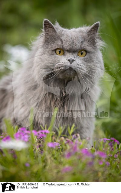 Britisch Langhaar / British Longhair / RR-100433