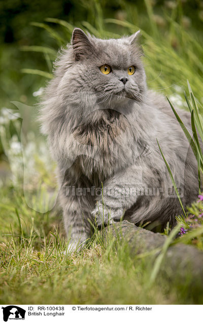 Britisch Langhaar / British Longhair / RR-100438