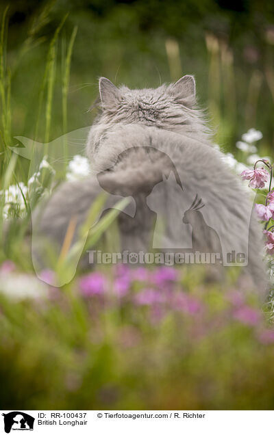 Britisch Langhaar / British Longhair / RR-100437