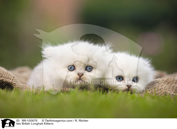 zwei Britisch Langhaar Ktzchen / two British Longhair Kittens / RR-100676