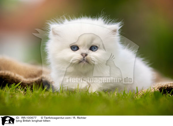 liegendes Britisch Langhaar Ktzchen / lying British longhair kitten / RR-100677