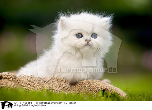 sitzendes Britisch Langhaar Ktzchen / sitting British longhair kitten / RR-100681