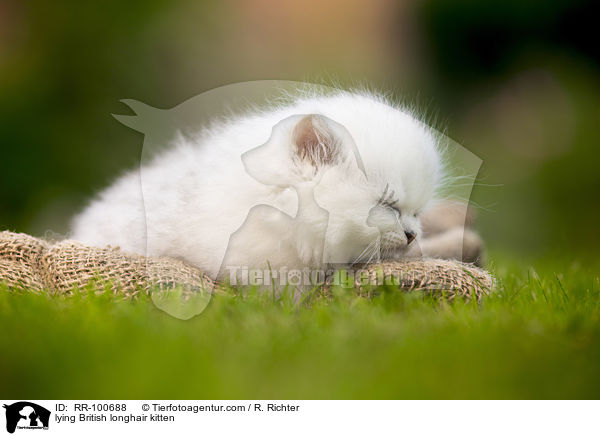 liegendes Britisch Langhaar Ktzchen / lying British longhair kitten / RR-100688