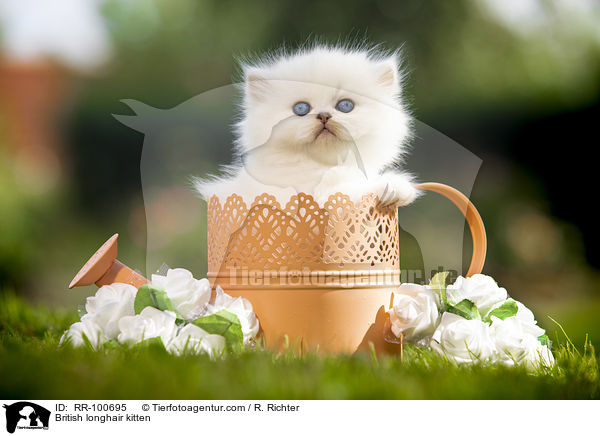 Britisch Langhaar Ktzchen / British longhair kitten / RR-100695
