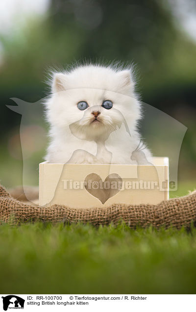 sitzendes Britisch Langhaar Ktzchen / sitting British longhair kitten / RR-100700