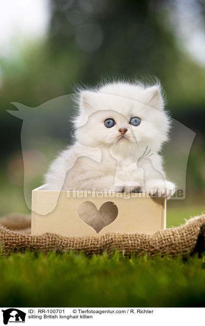 sitzendes Britisch Langhaar Ktzchen / sitting British longhair kitten / RR-100701