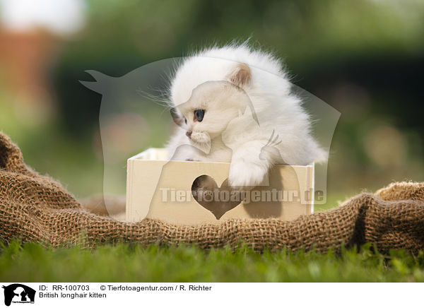 Britisch Langhaar Ktzchen / British longhair kitten / RR-100703