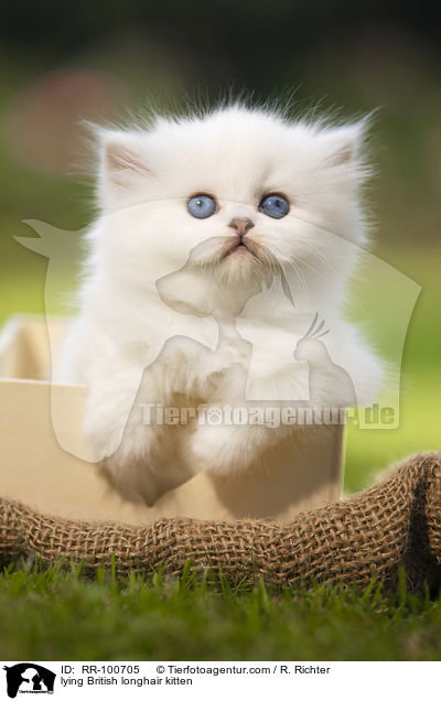 liegendes Britisch Langhaar Ktzchen / lying British longhair kitten / RR-100705