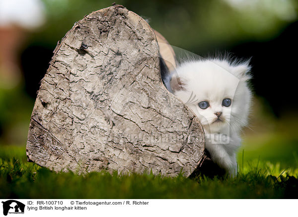 liegendes Britisch Langhaar K�tzchen / lying British longhair kitten / RR-100710