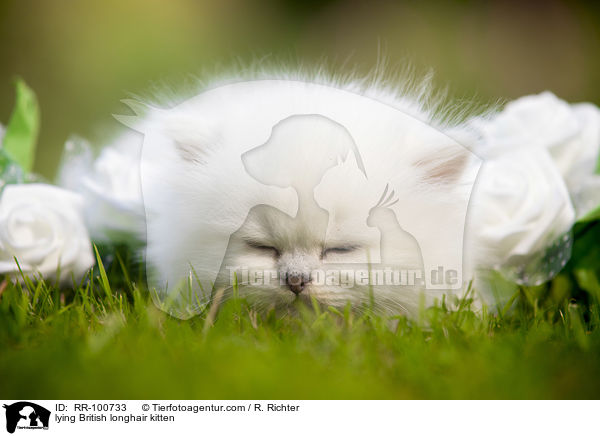 liegendes Britisch Langhaar Ktzchen / lying British longhair kitten / RR-100733