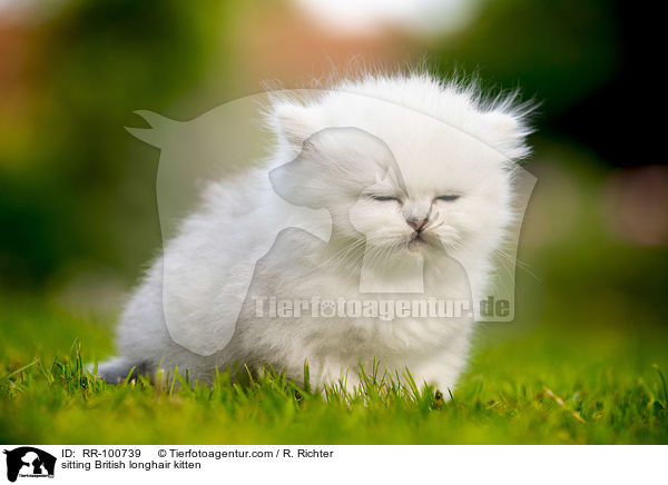 sitzendes Britisch Langhaar Ktzchen / sitting British longhair kitten / RR-100739
