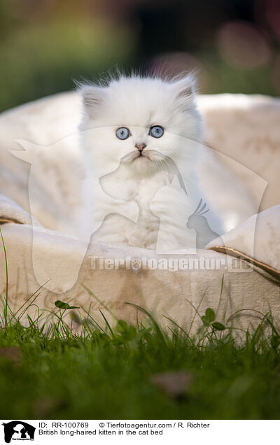 Britisch Langhaar Ktzchen im Katzenbett / British long-haired kitten in the cat bed / RR-100769