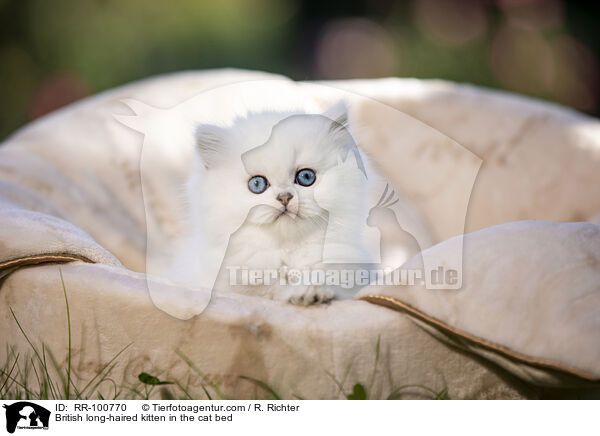 Britisch Langhaar Ktzchen im Katzenbett / British long-haired kitten in the cat bed / RR-100770