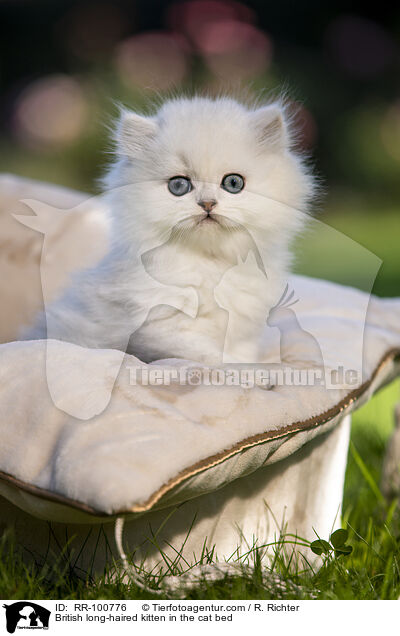 British long-haired kitten in the cat bed / RR-100776