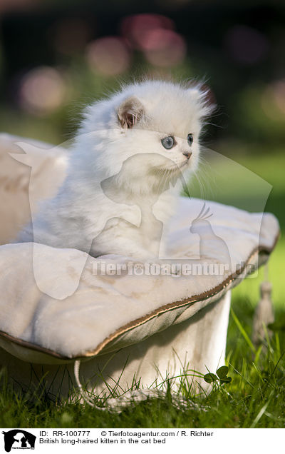 Britisch Langhaar Ktzchen im Katzenbett / British long-haired kitten in the cat bed / RR-100777