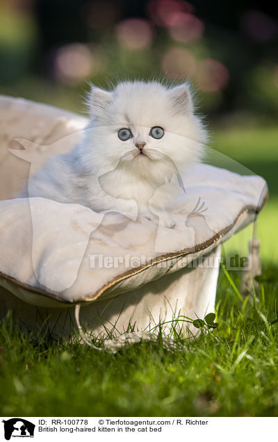 British long-haired kitten in the cat bed / RR-100778
