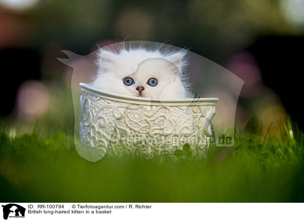 Britisch Langhaar Ktzchen im Krbchen / British long-haired kitten in a basket / RR-100794