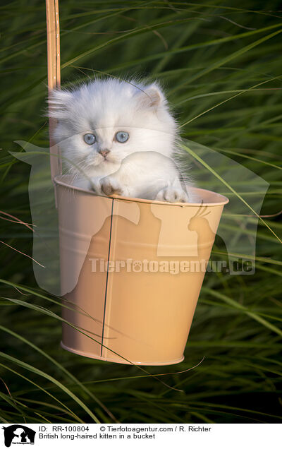 Britisch Langhaar Ktzchen im Eimer / British long-haired kitten in a bucket / RR-100804