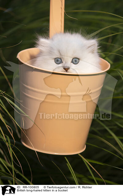 Britisch Langhaar Ktzchen im Eimer / British long-haired kitten in a bucket / RR-100805