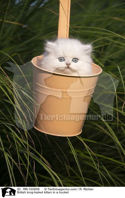 Britisch Langhaar Ktzchen im Eimer / British long-haired kitten in a bucket / RR-100806