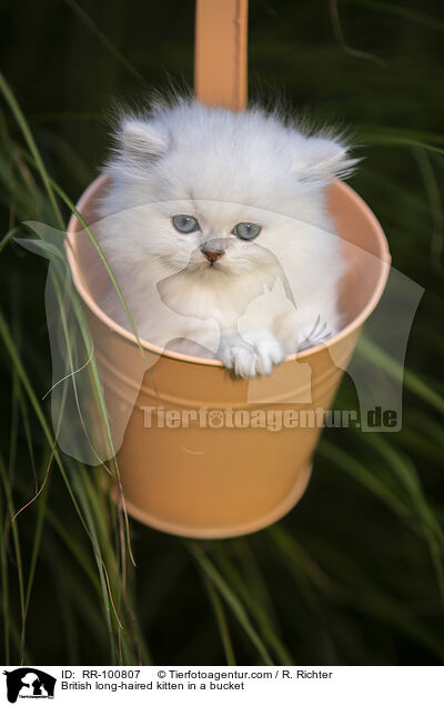Britisch Langhaar Ktzchen im Eimer / British long-haired kitten in a bucket / RR-100807