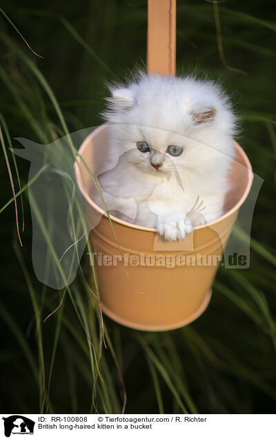 Britisch Langhaar Ktzchen im Eimer / British long-haired kitten in a bucket / RR-100808
