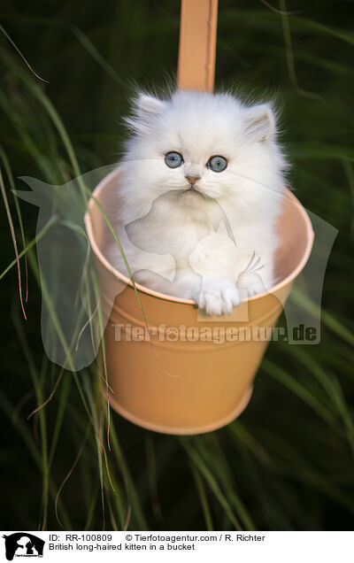 Britisch Langhaar Ktzchen im Eimer / British long-haired kitten in a bucket / RR-100809
