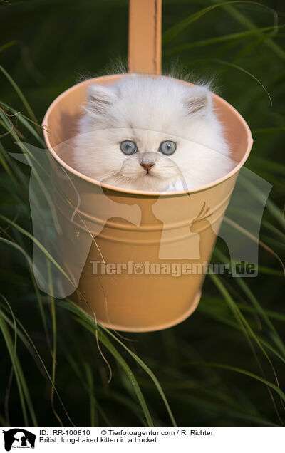 Britisch Langhaar Ktzchen im Eimer / British long-haired kitten in a bucket / RR-100810