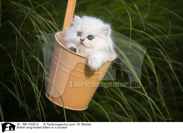 Britisch Langhaar Ktzchen im Eimer / British long-haired kitten in a bucket / RR-100812