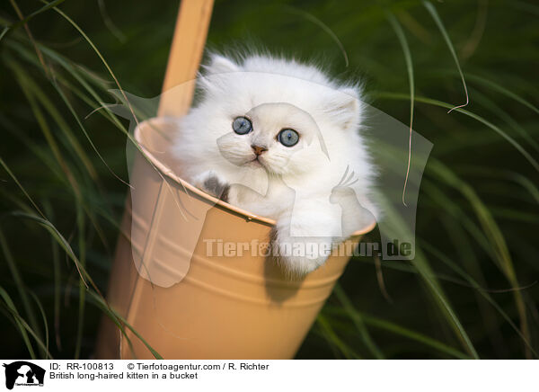Britisch Langhaar Ktzchen im Eimer / British long-haired kitten in a bucket / RR-100813