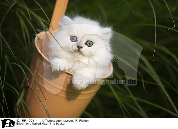 Britisch Langhaar Ktzchen im Eimer / British long-haired kitten in a bucket / RR-100814