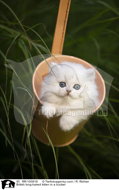 Britisch Langhaar Ktzchen im Eimer / British long-haired kitten in a bucket / RR-100816
