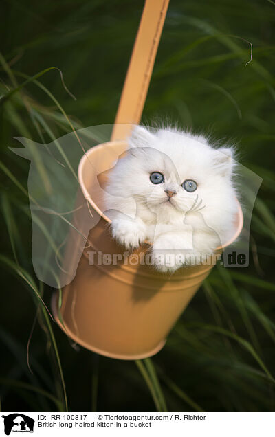 Britisch Langhaar Ktzchen im Eimer / British long-haired kitten in a bucket / RR-100817