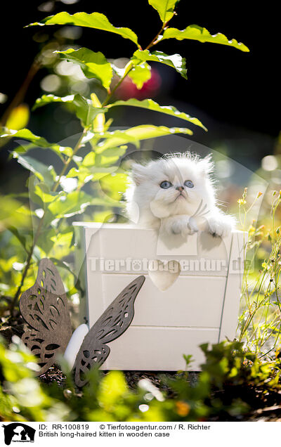 Britisch Langhaar Ktzchen in Holzkiste / British long-haired kitten in wooden case / RR-100819