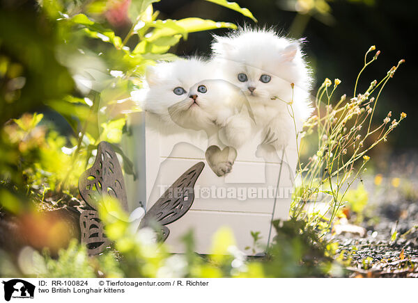 zwei Britisch Langhaar Ktzchen / two British Longhair kittens / RR-100824