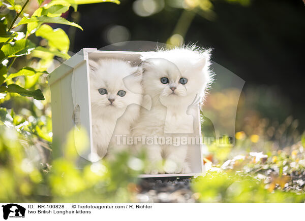 two British Longhair kittens / RR-100828