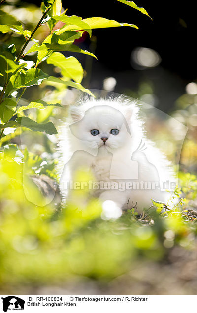 Britisch Langhaar Ktzchen / British Longhair kitten / RR-100834