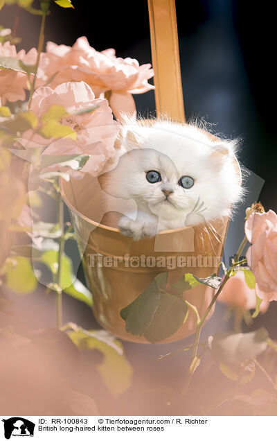 British long-haired kitten between roses / RR-100843