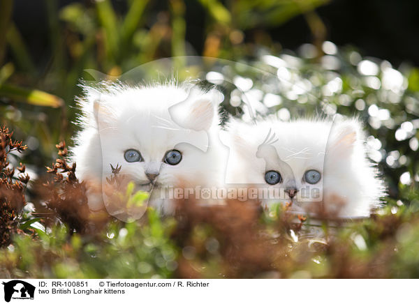 two British Longhair kittens / RR-100851