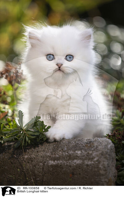 British Longhair kitten / RR-100858